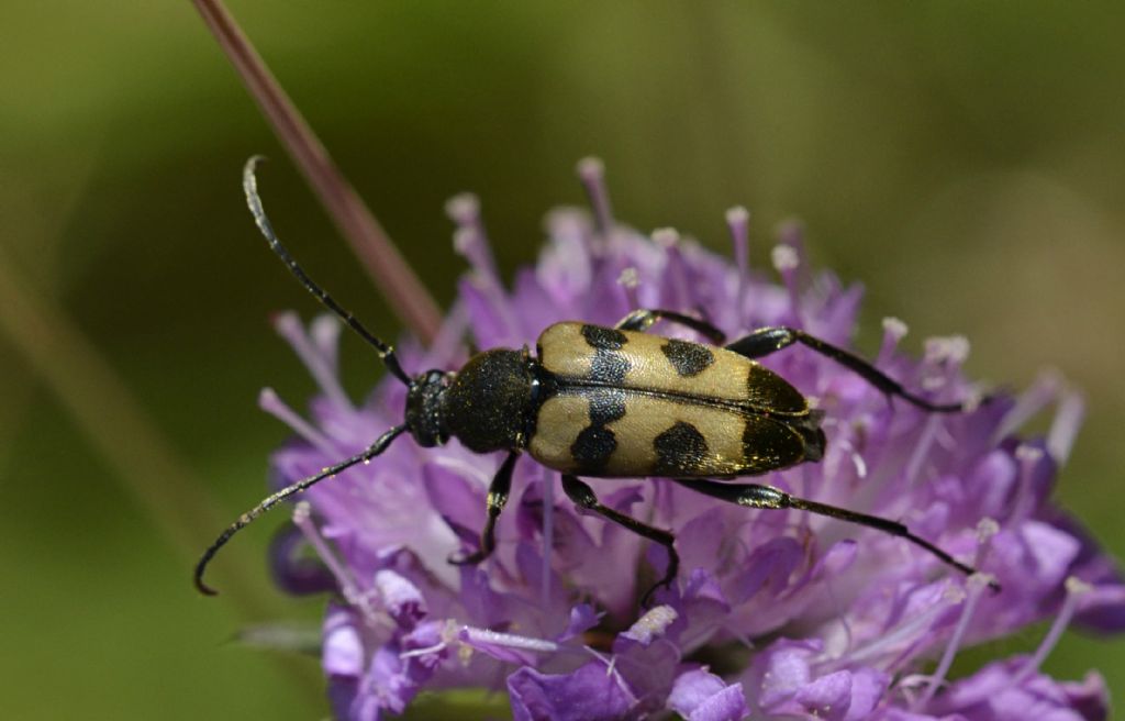 Pachytodes erraticus?  No, P.  cerambyciformis, Cerambycidae